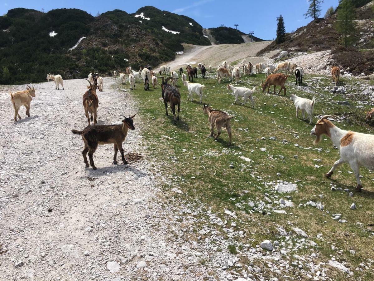 Apartma Neva Bohinj Buitenkant foto